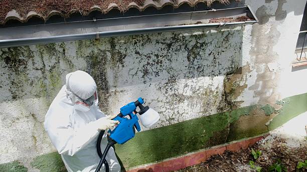Trusted Mold Testing service in Carrollton, IL - Cheap Mold Removal